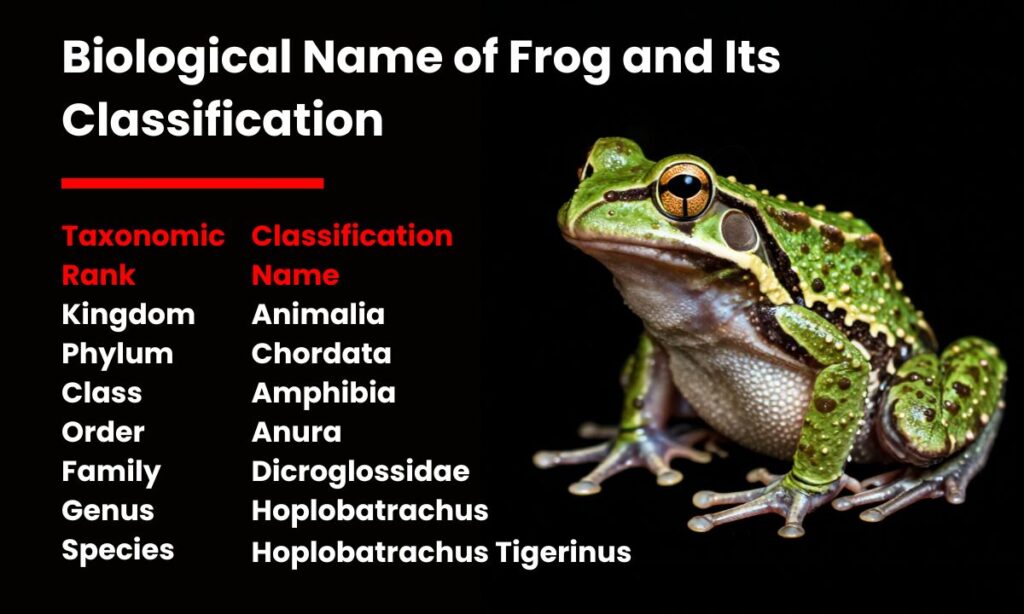 Biological Name of Frog and Its Classification