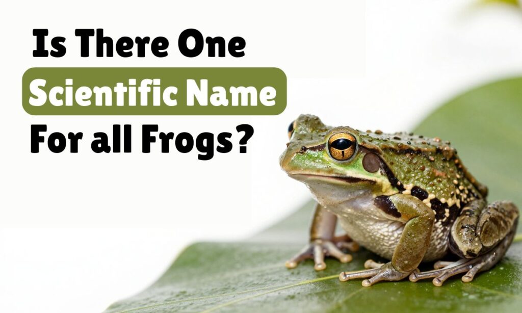 Is There One Scientific Name for All Frogs?