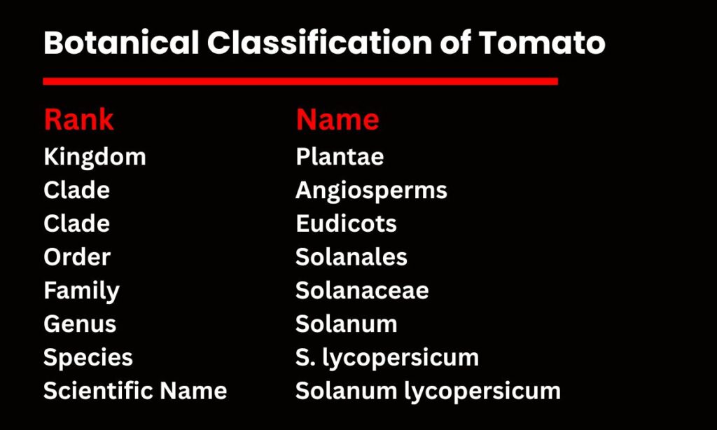 Botanical Classification of Tomato