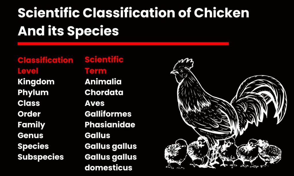 Scientific Classification of Chicken And its Species
