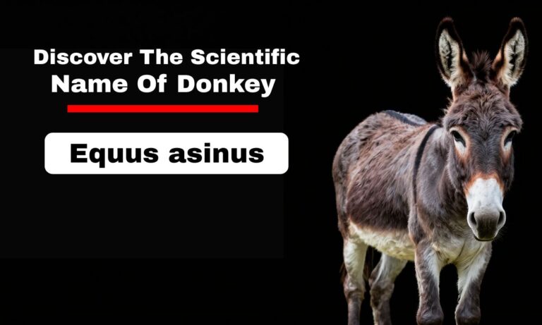 Discover The Scientific Name Of Donkey And its Classification