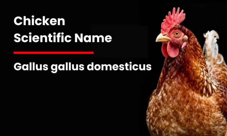 Discover Chicken Scientific Name, Species, and Hen Biological Classification